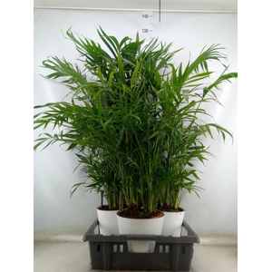 Chamaedorea cataractarum