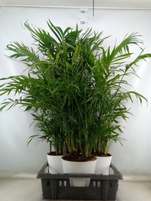 <h4>Chamaedorea cataractarum</h4>