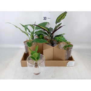 Planten  ..mix