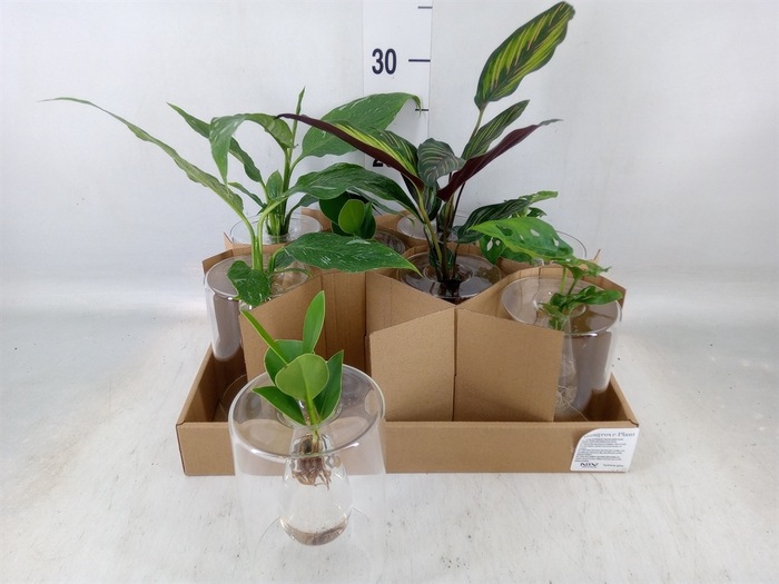<h4>Planten  ..mix</h4>