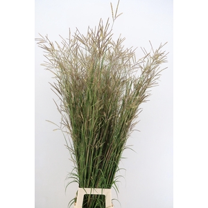 GRAS ANDROPOGON BROCKEN DELIGHT