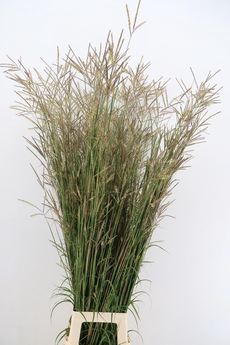 <h4>GRAS ANDROPOGON BROCKEN DELIGHT</h4>