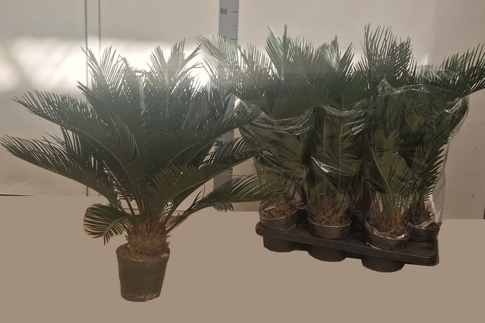 <h4>CYCAS REVOLUTA</h4>