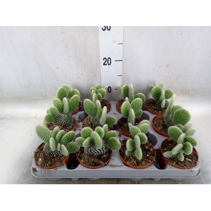 Opuntia microdasys 'Albispina'
