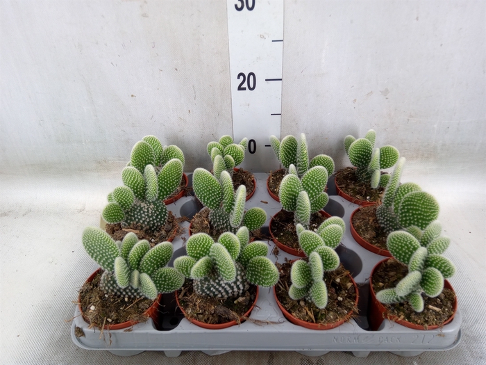 <h4>Opuntia microdasys 'Albispina'</h4>
