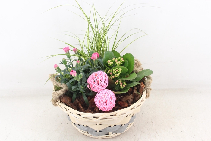 <h4>arr4 Outdoor PL - Mand pioni</h4>