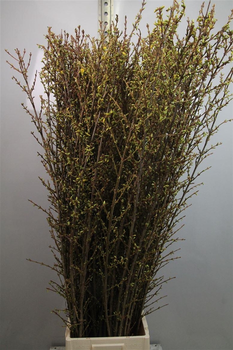 <h4>Forsy I Spectabilis</h4>