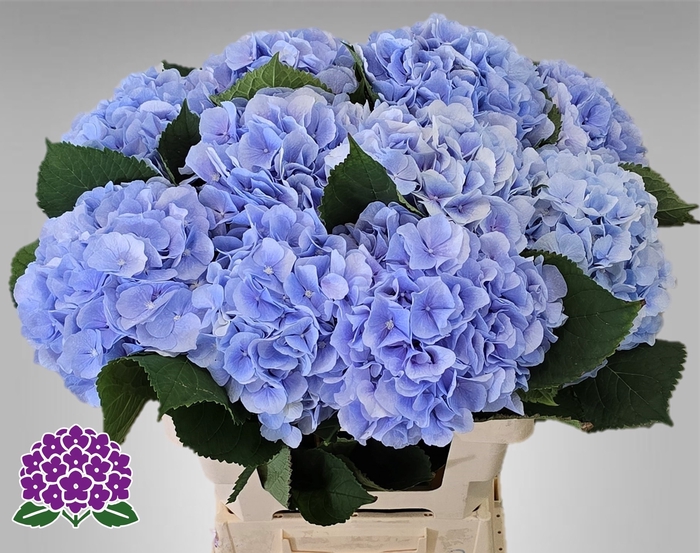 <h4>HYDR M CH VERENA BL</h4>