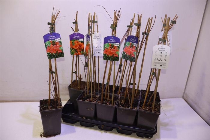 <h4>Camps Flamenco</h4>