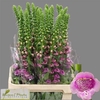 Digitalis Purpurea Camelot Lavender