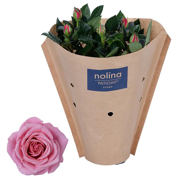 <h4>Rosa Patiohit Light Pink Paper Sleeve</h4>