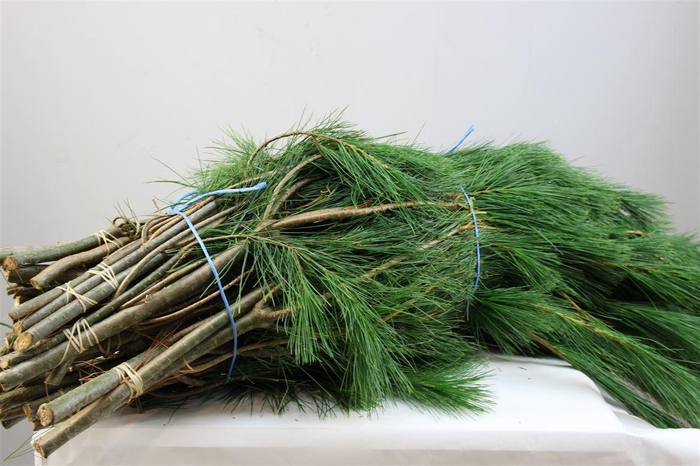 <h4>Kiefer Handbos Lang Extra</h4>