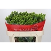 Hypericum Jungle Romance Spray