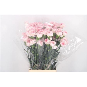 Di St Pastel Damascus