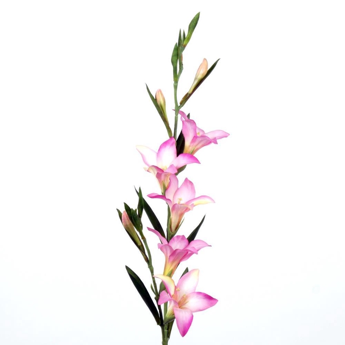 <h4>AF Gladiolus L90cm pink</h4>