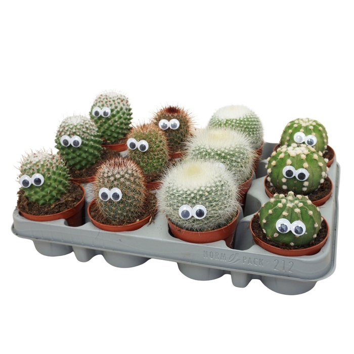 <h4>Cactus</h4>