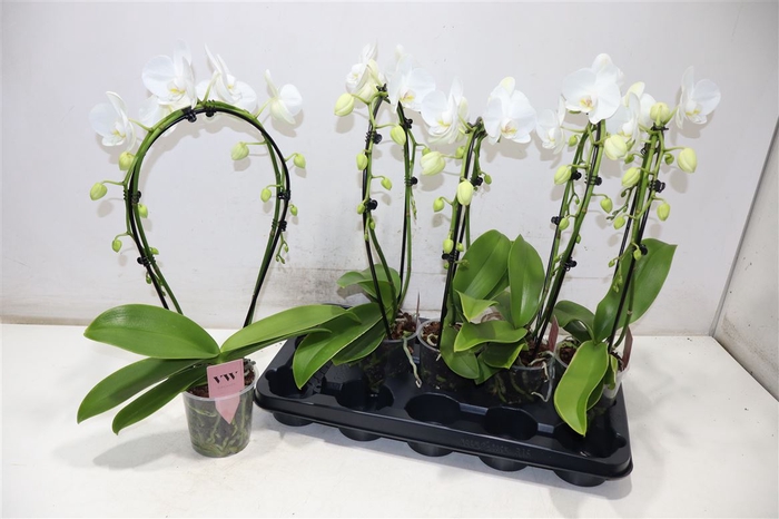 <h4>Phal Ov Wit</h4>