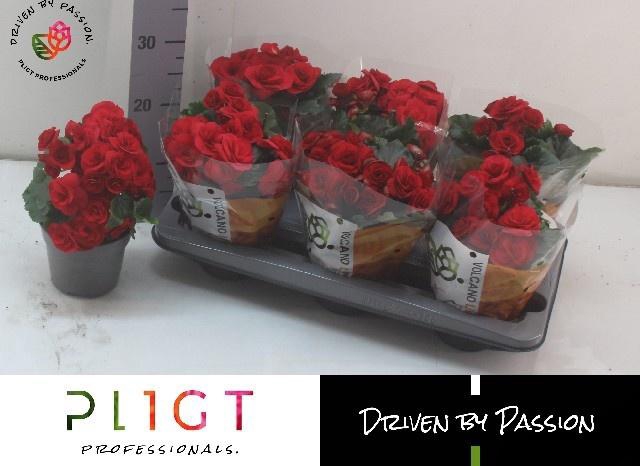 <h4>BEG DU HALO</h4>