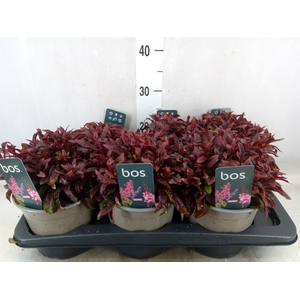 Gaura lindheimeri 'Gaudi Rose'