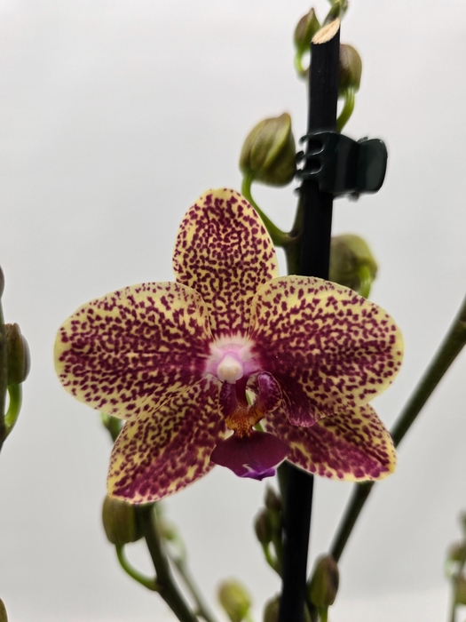 <h4>Limited 35 week 7</h4>