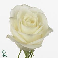 <h4>R GR TIBET!</h4>