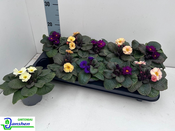 <h4>PRIM AC OBSID GEM</h4>