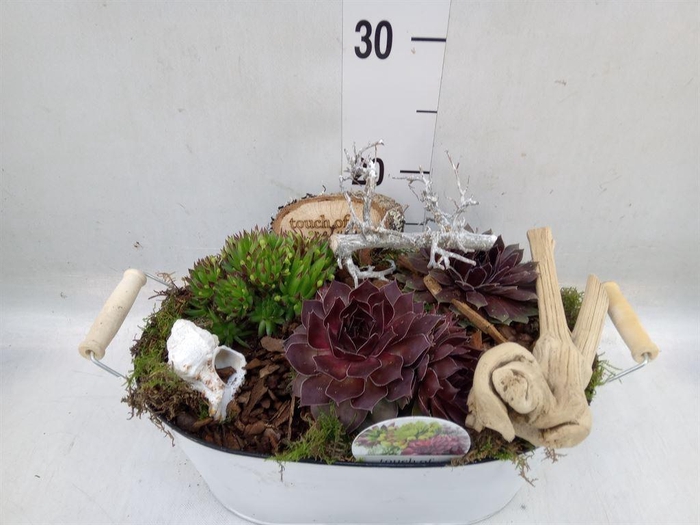 <h4>Arr.  Sempervivum L%</h4>