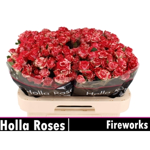 ROSA TR 'FIREWORKS'