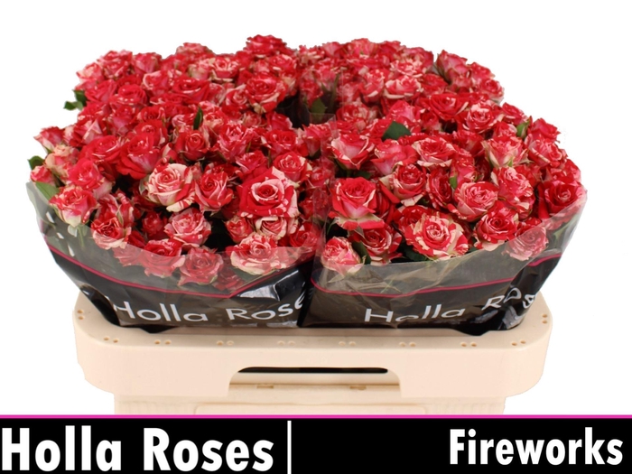 <h4>ROSA TR 'FIREWORKS'</h4>