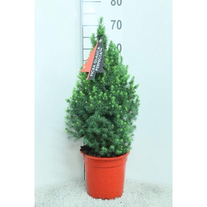 Picea glauca 'Perfecta'