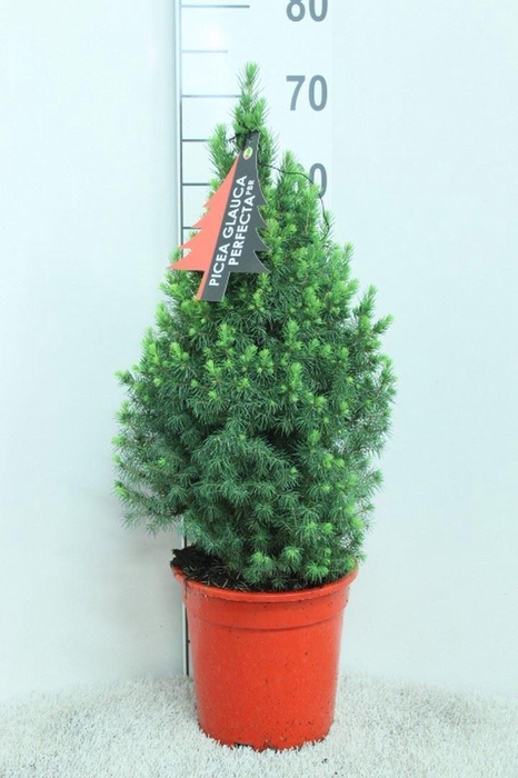 <h4>Picea glauca 'Perfecta'</h4>