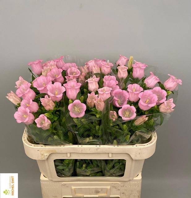 <h4>Camp M Pearl Pink</h4>