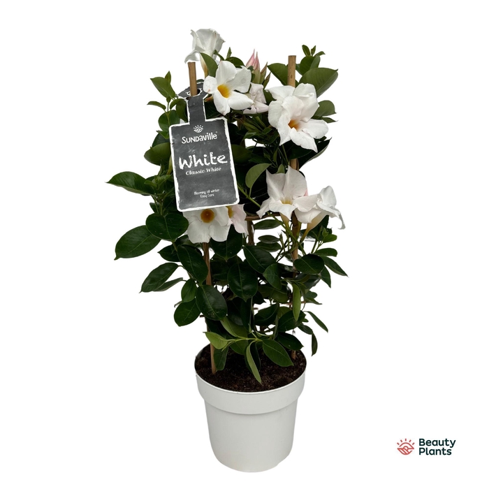 <h4>Mandevilla Sundaville White in toren (Dipladenia)</h4>