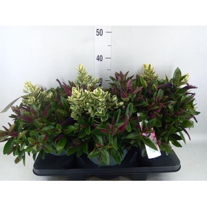 Hebe  'Addenda'   ...mix in pot