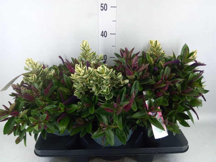 <h4>Hebe 'Addenda' ...mix in pot</h4>