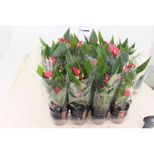 ANTHURIUM RED SUCCESS P09