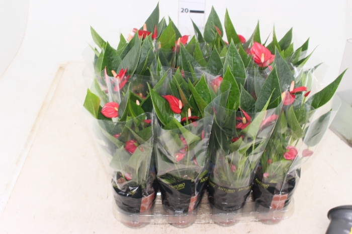 ANTHURIUM RED SUCCESS P09