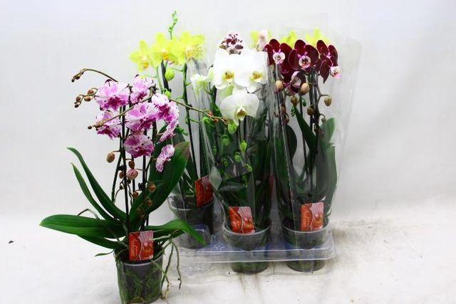 <h4>Phal El Cascade</h4>