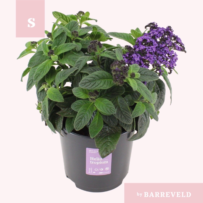 <h4>Heliotropium struik</h4>