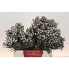 Kaaps Groen Silver Brunia