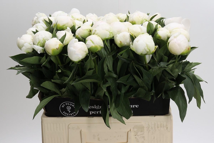 <h4>Paeonia Madame Claude Tain</h4>