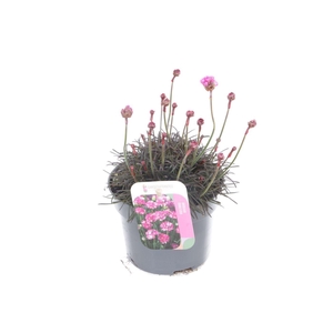 Armeria maritima Vesuvius