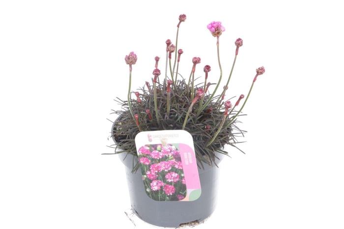 <h4>Armeria maritima Vesuvius</h4>