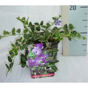 Vinca minor 'Aureovariegata'