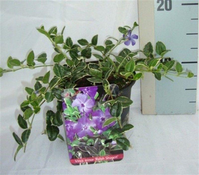 <h4>Vinca minor 'Aureovariegata'</h4>