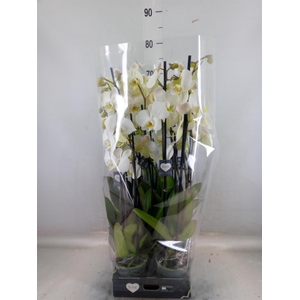 Phalaenopsis   ...white