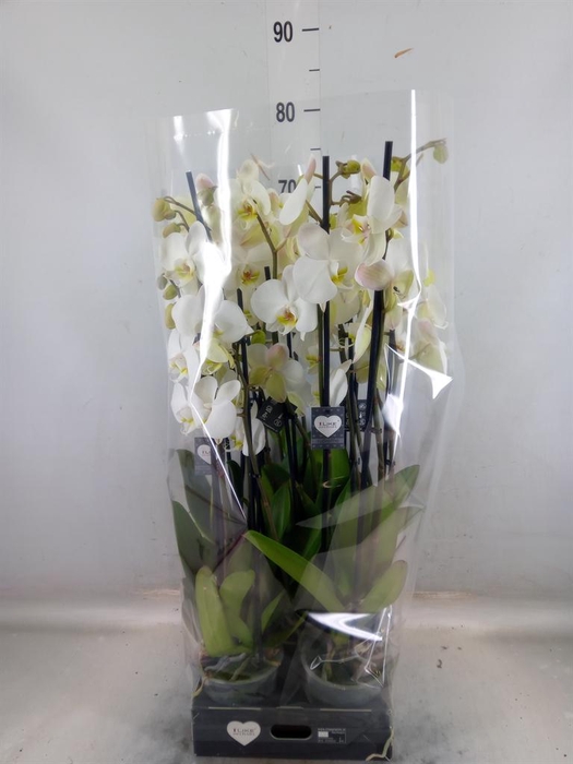 <h4>Phalaenopsis ...white</h4>