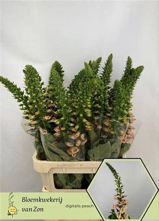 <h4>Digi Apricot Luminos</h4>