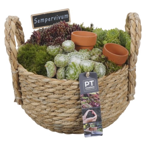 <h4>PTS6648 Arrangementen Sempervivum</h4>