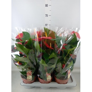 Anthurium andr. 'Idaho'